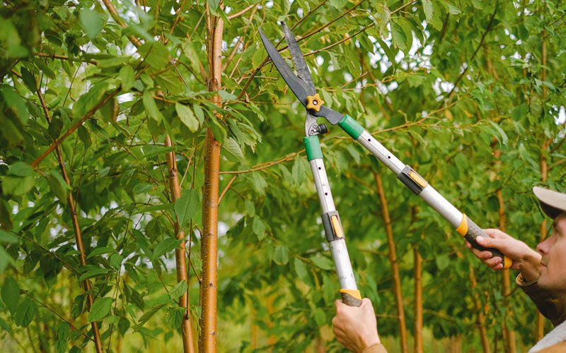 Tree trimming in Mellen, WI